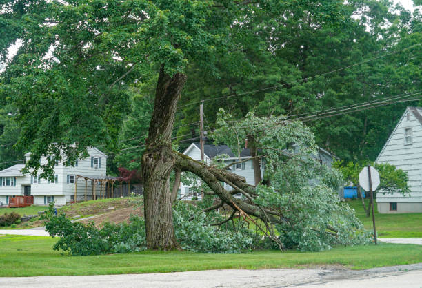 How Our Tree Care Process Works  in  Gibsonton, FL